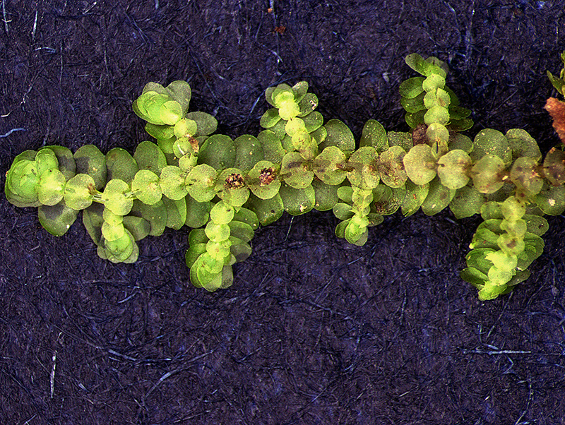 4-frullania_spin933-0079-800.jpg